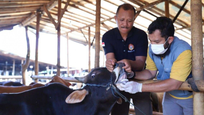 Pemkot Tangerang memeriksa kesehatan sapi.