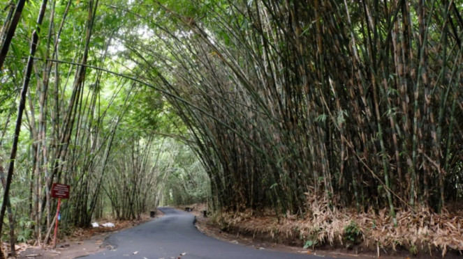 Bambu Desa Penglipuran