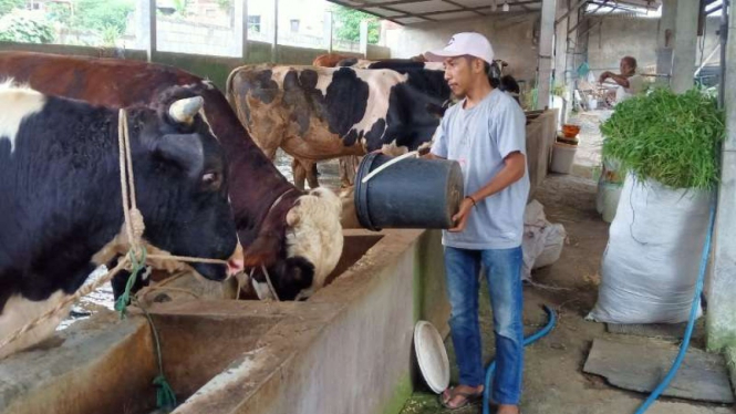Peternak sapi di Malang.