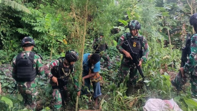 Prajurit TNI temukan ladang ganja di Papua.
