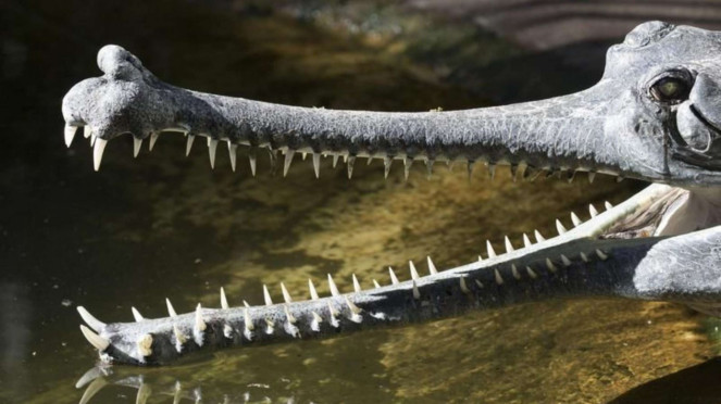 Gharial