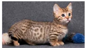 10 Kucing Keturunan Terlucu di Dunia, No 7 Mungil Manja Bikin Gemas!