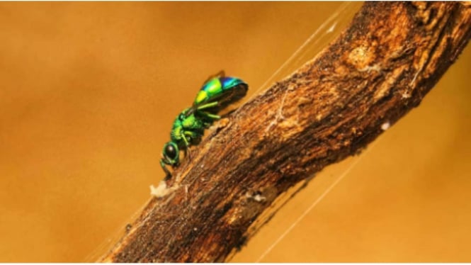 tawon Emerald jewel wasp
