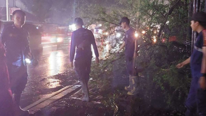 Petugas Evakuasi Pohon Tumbang di Tangerang