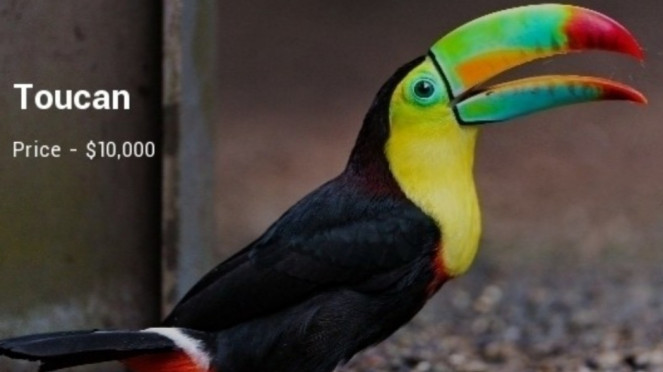 Toucan