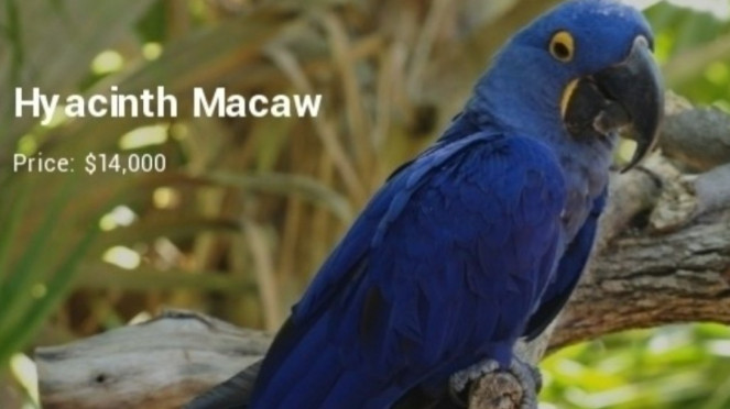 Hyacinth Macaw