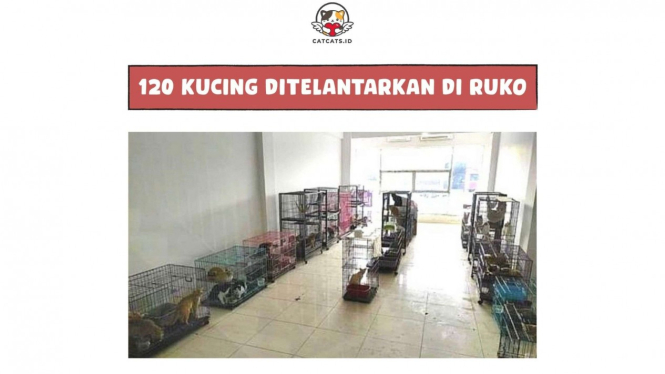 120 kucing ditelantarkan dalam ruko