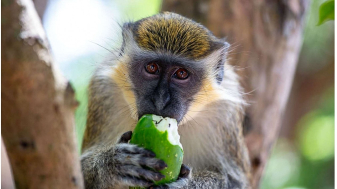 Monyet Hijau atau Green Monkey.    
