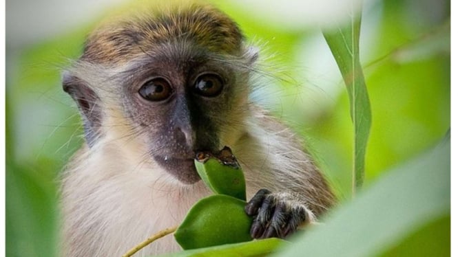 Monyet Hijau atau Green Monkey        