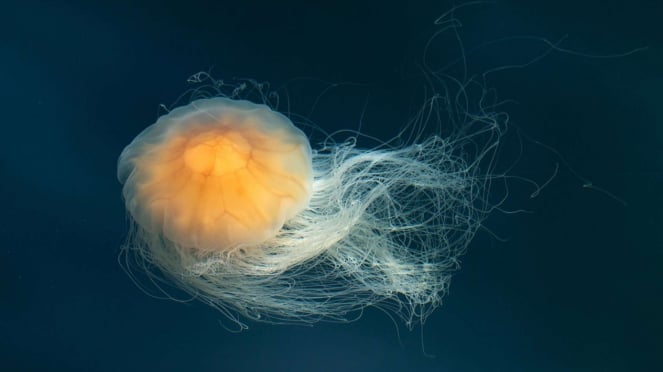 Lion's mane jellyfish