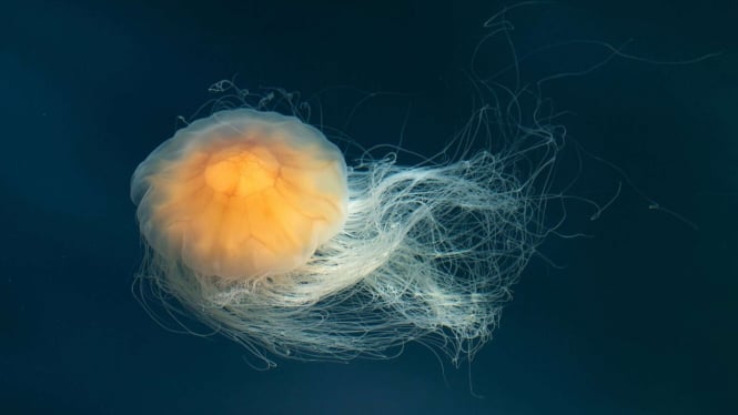 New Research Reveals Surprising Intelligence of Jellyfish: Could it Change Our Understanding of the Brain?