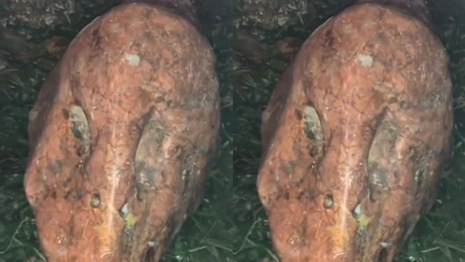 Viral Batu Mirip Kepala Hewan Ditemukan di Bekasi  