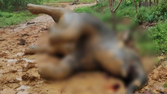Bangkai gajah betina ditemukan mati di lahan konsesi PT Riau Abadi Lestari di Kabupaten Bengkalis, Provinsi Riau.