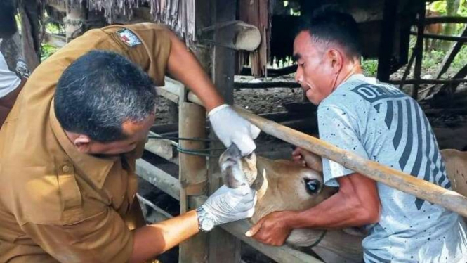 Petugas kesehatan dari Dinas Perkebunan dan Peternakan memeriksa mulut ternak sapi milik masyarakat di Desa Arongan, Kecamatan Arongan Lambalek, Kabupaten Aceh Barat, Provinsi Aceh, Rabu, 25 Mei 2022.