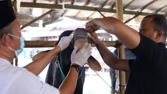 Pemeriksaan PMK hewan ternak di Tangerang.