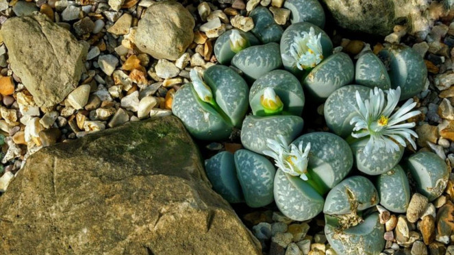 Lithop