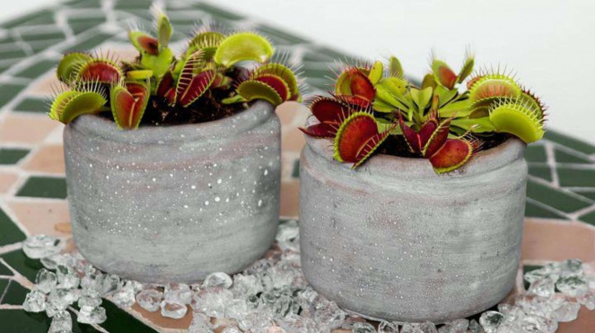 Venus Flytrap