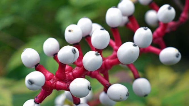 White Baneberry