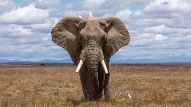 Gajah      