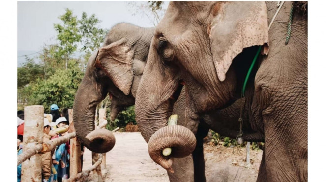 Gajah