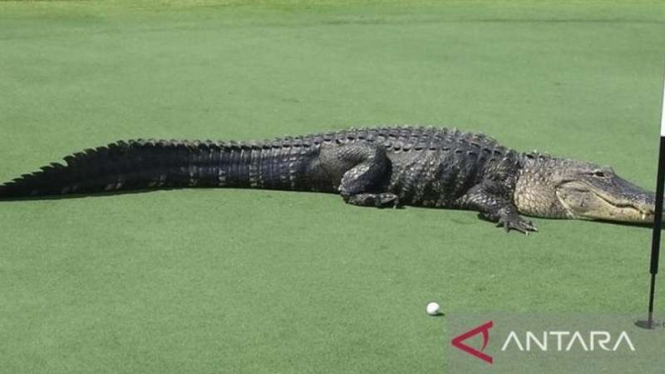 Seekor buaya Amerika sepanjang 12-13 kaki berbaring di lapangan golf di AS