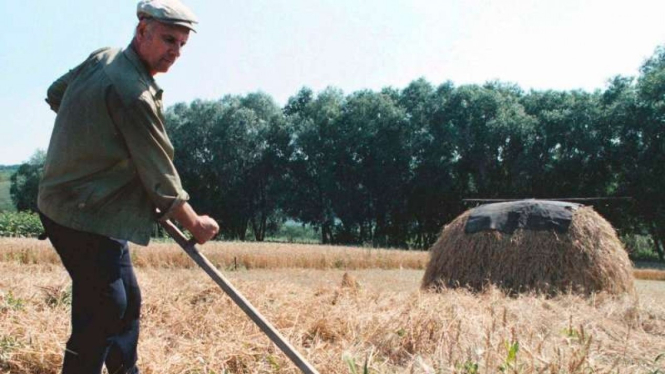 Petani di Ukraina saat memanen tanaman gandumnya