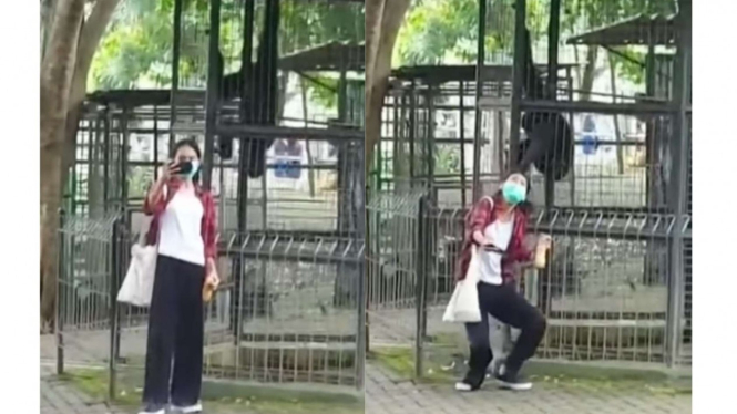 Wanita dijambak orang utan saat selfie