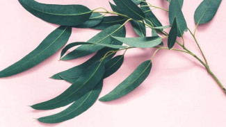 Selain Wangi, Ini 7 Manfaat Daun Eucalyptus 