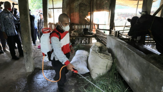 Petugas kesehatan hewan di Jateng sedang memeriksa sapi dan mensterilisasi kandang ternak.