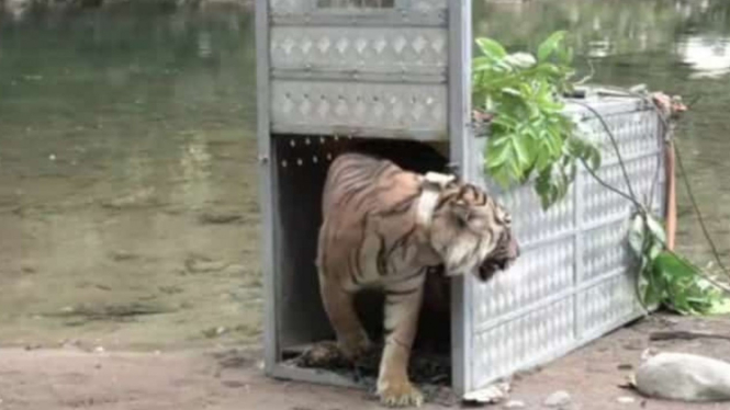 Kabar Gembira, 2 Harimau Sumatera Berhasil Dilepas Liar di TNKS