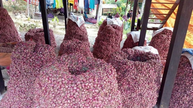 Panen bawang merah. 