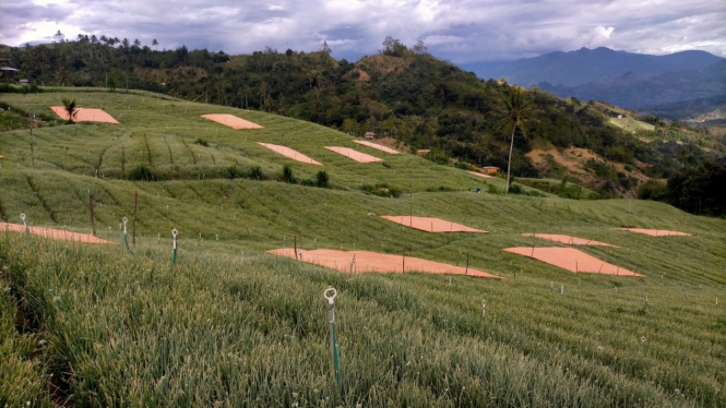 Petani Banjarnegara menyesuaikan agroklimat dan kecocokan tanah dalam memanen cabai. 