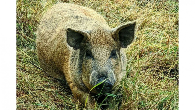 Babi Mangalica.