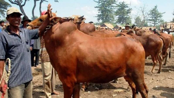 Sapi Madura