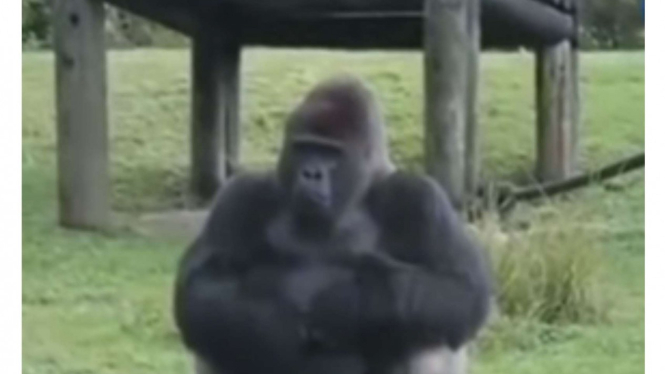 Gorila menggunakan bahasa isyarat