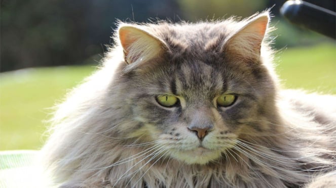 kucing maine coon