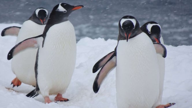 Penguin gentoo