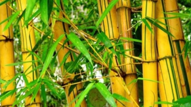 Pohon atau Tanaman Bambu Kuning