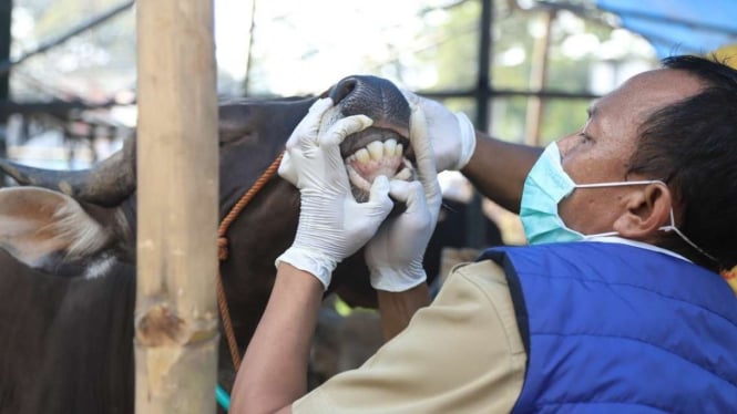 Petugas memeriksa kesehatan hewan kurban di Kota Tangerang.