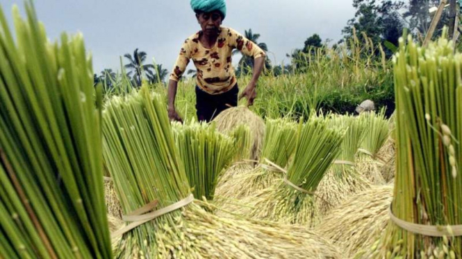 Petani memanen padi di Bali
