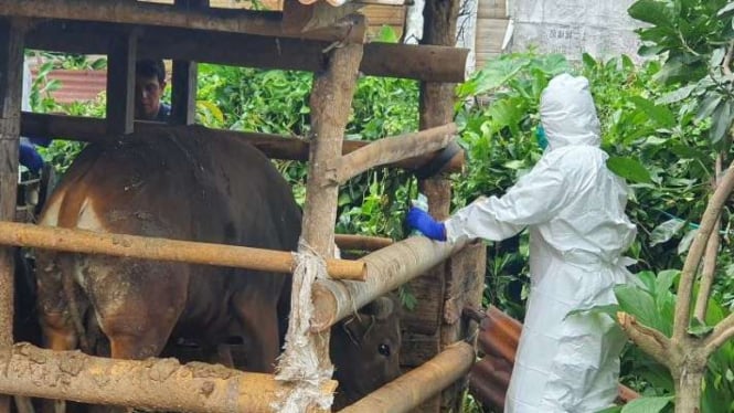 Seorang petugas Dinas Peternakan dan Kesehatan Hewan memeriksa seekor ternak sapi menyusul merebaknya wabah penyakit mulut dan kuku (PMK).