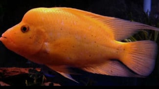 Mengenal Ikan Red Devil, Predator Rakus Mematikan