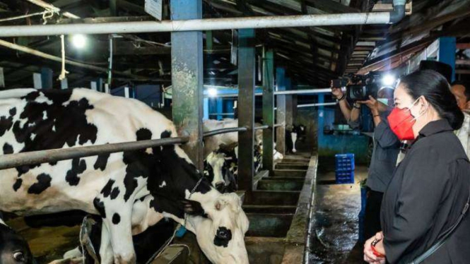 Ketua DPR Puan Maharani pantau vaksinasi sapi di Pasuruan, Jawa Timur.