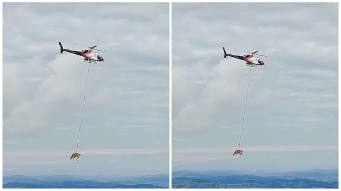 sapi yang diterbangkan oleh helikopter di Swiss