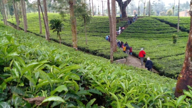 Teawalk di kebun teh Tambi Wonosobo.