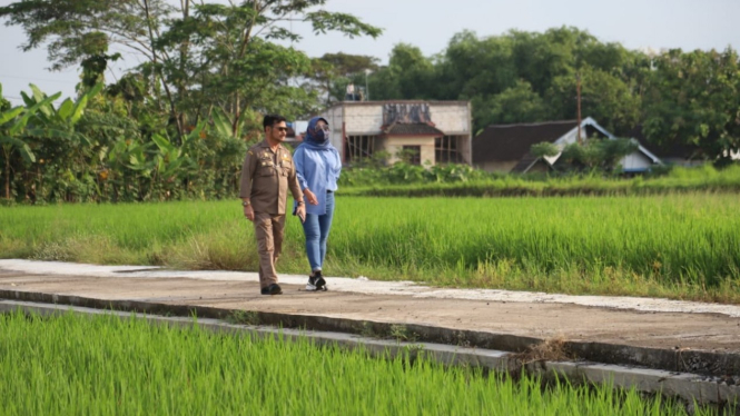 Mentan Syahrul Yasin Limpo mengecek lahan pertanaman padi IP 400 di Klaten