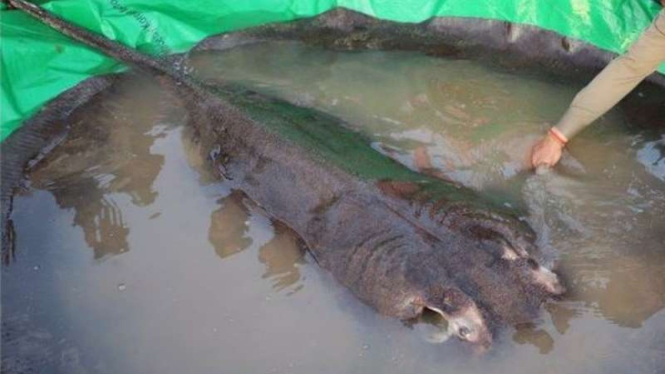 Ikan pari hingga 300 kg ditemukan