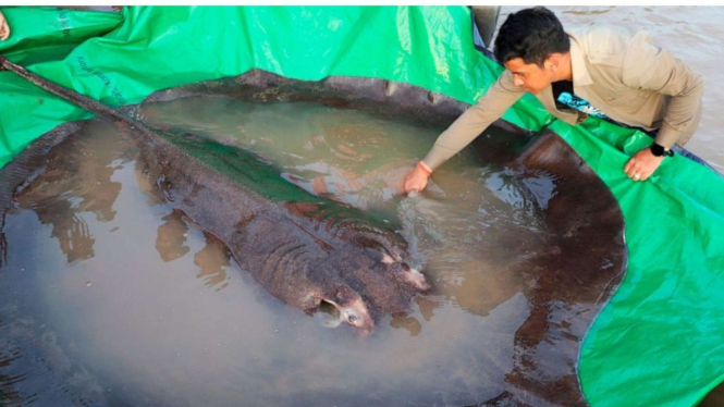 Ikan pari terbesar di dunia, ditemukan di Thailand