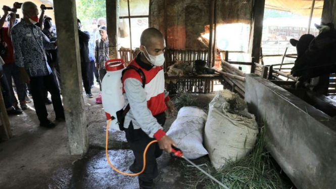 Petugas di Jateng lakukan sterilisasi kandang ternak sapi.