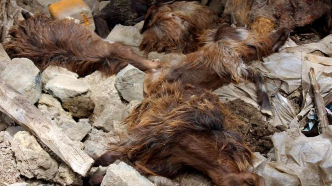 Foto-foto ternak termasuk kambing mati di reruntuhan bangunan gempa Afghanistan